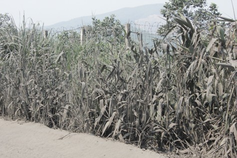 Cây cối hai ven đường bị “nhuộm” nhiều lớp ô nhiễm.