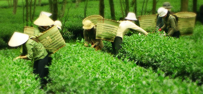 Nhiều người nông dân trồng trà Ô long đang khóc ròng vì nguyên liệu không thể bán, doanh nghiệp thu mua với giá rẻ mạt. Ảnh internet