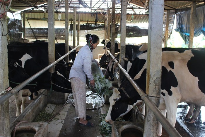 Gia đình bà Nguyễn Thị Huệ, xã Vĩnh Thịnh (Vĩnh Tường) có thu nhập cao nhờ chăn nuôi bò sữa. Ảnh Báo Vĩnh Phúc