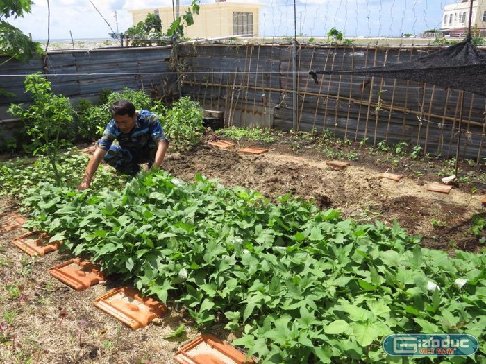 Chiến sĩ đảo Sinh Tồn đang chăm sóc vườn rau. Ảnh Duy Phong