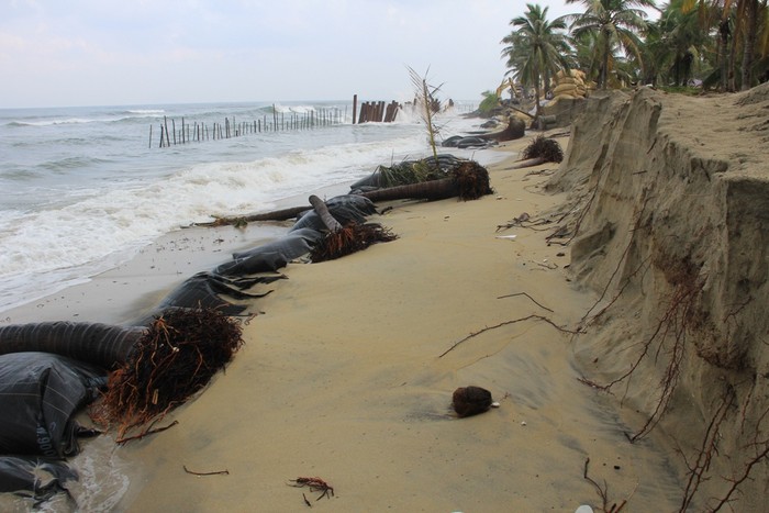 Nhiều cây dừa với hàng chục năm tuổi được xem là &quot;lá chắn&quot; cho bờ biển cũng bị sóng biển gây xói lở, trơ gốc. Nhiều cây bị quật đổ ngả nghiêng, trôi ra biển...