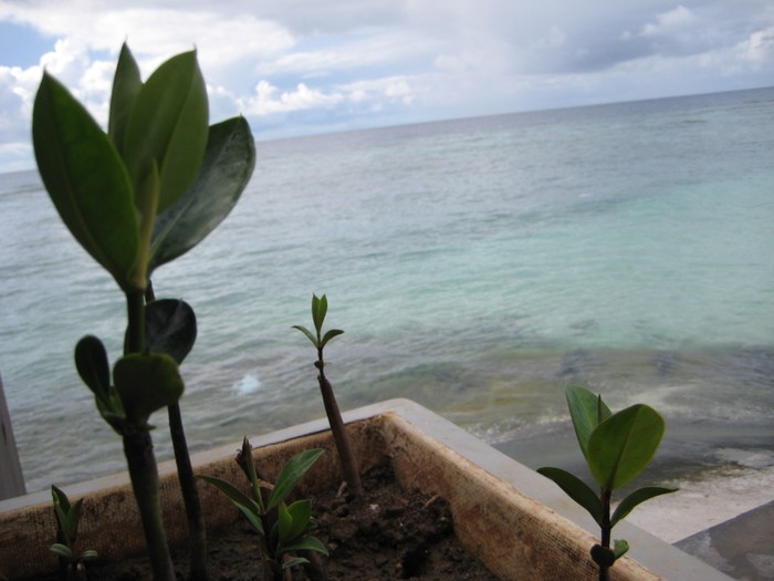 Nhiều cây phong ba được các chiến sỹ trên đảo ươm mầm để nối tiếp nhau tạo thành vườn cây phong ba vững chắc trên đảo.