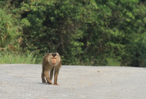 Con khỉ xuất hiện trên đỉnh Bàn Cờ là là loài khỉ đuôi lợn (Macaca leonia) giống đực đã trưởng thành, cân nặng 10 kg, là một trong các loài linh trưởng nguy cấp, qúy, hiếm...Ảnh Thùy Linh