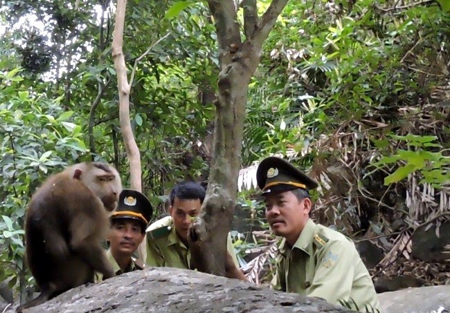 Sau khi gây mê bắt con khỉ này, lực lượng kiểm lâm hồi sức cho nó rồi thả lại vào khu vực rừng nguyên sinh thuộc tiểu khu 63 Sơn Trà. Ảnh Chi cục Kiểm lâm
