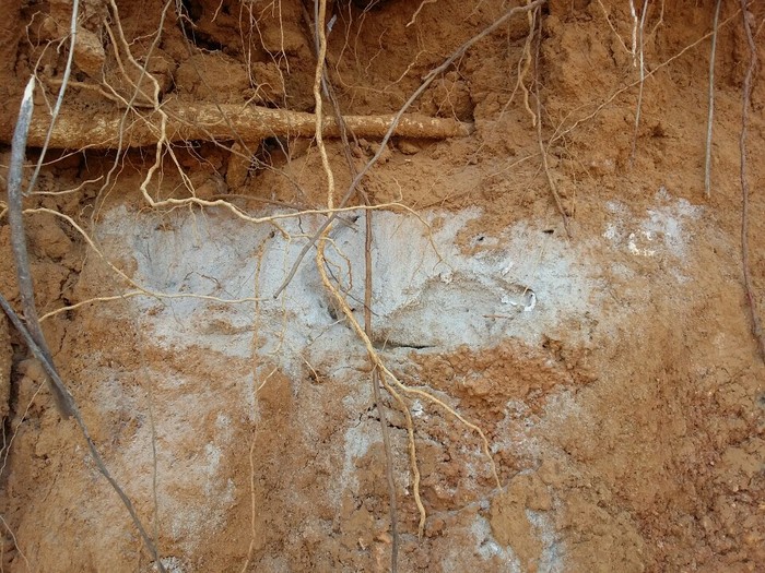 Trong khi khai thác đất, máy xúc múc xuống độ sâu 6-7m thì phát hiện nhiều vết cát trắng (được xem là những ngôi mộ) và đơn vị khai thác đã dừng lại. Ảnh Thùy Linh