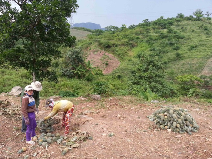 Cây dứa đã góp phần xóa đói giảm nghèo, nâng cao đời sống cho bà con các xã miền núi vùng cao huyện Đại Lộc.