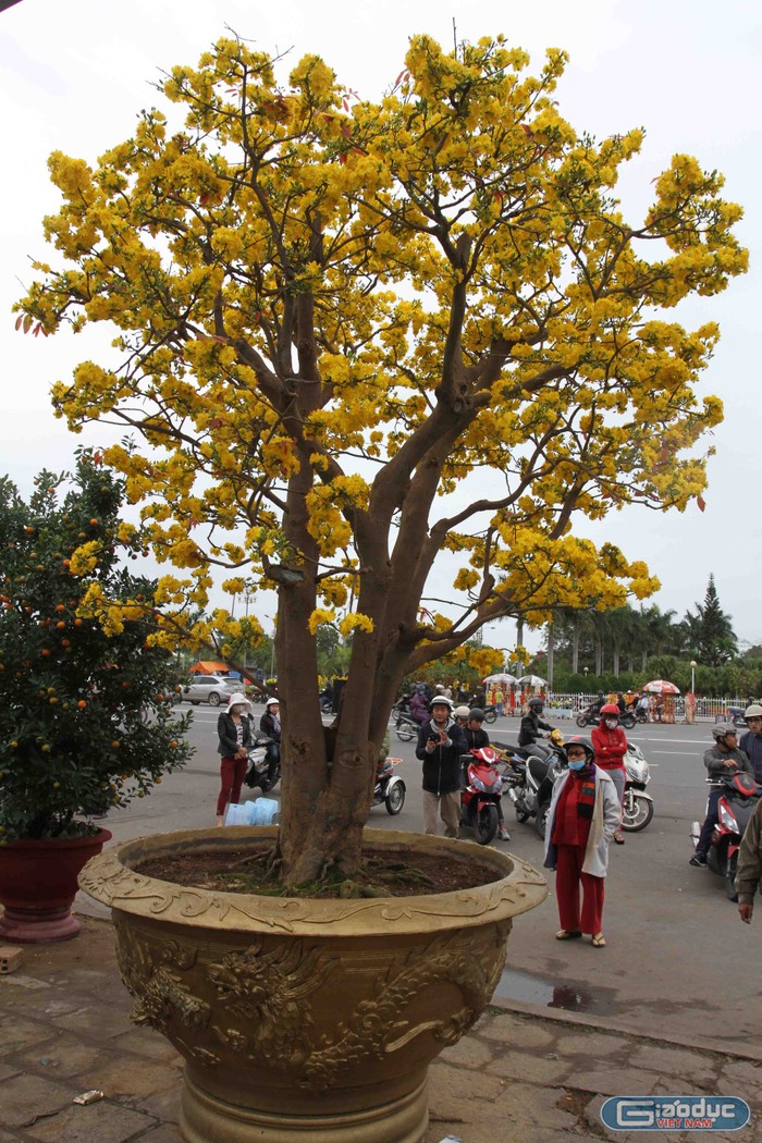 Cây mai cổ đã tô điểm vẻ đẹp của chợ hoa Đà Nẵng năm nay.