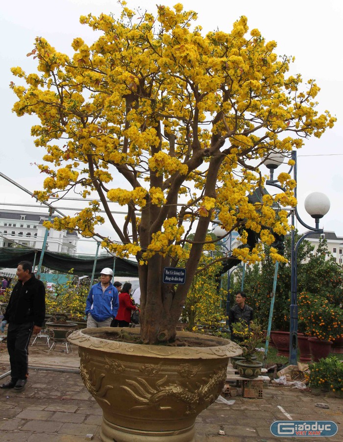 Cây mai cổ này được trưng bày trước Quảng trường 2 tháng 9. Chủ nhân của cây mai cổ này là anh Trương Hoài Phong (phường Yên Đổ, TP Pleiku, tỉnh Gia Lai) rao bán với giá 2 tỷ đồng.