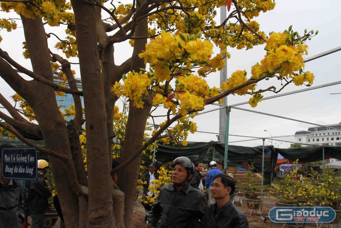 Theo anh Phong, có lẽ đây là cây mai &quot;khủng&quot; nhất ở Việt Nam và không thể có cây thứ hai. Ở gốc cây mai cổ này mọc ra 5 nhánh lớn mang ý nghĩa là trực sinh, ngũ phúc...