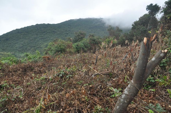 Một số diện tích rừng trên bán đảo Sơn Trà bị chặt phá thời gian qua.