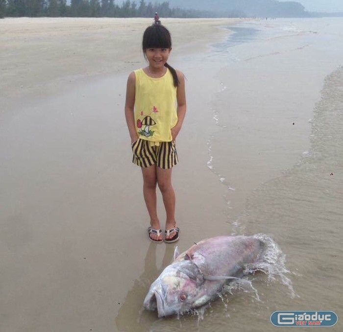 Một con cá Vẩu khoảng 35kg chết trôi dạt vào bờ tại thôn Bình An, xã Lộc Vĩnh hôm 18/4. Ảnh: B.S