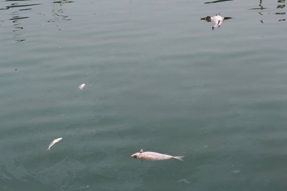 Cá nuôi lồng chết, trôi dạt trên đầm Lập An. Ảnh: Sở Tài nguyên và Môi trường tỉnh Thừa Thiên - Huế