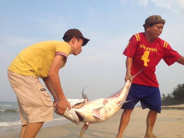 Một con cá vẩu 35kg trôi dạt vào bờ biển Vinh Mỹ, Phú Lộc được người dân đưa đi chôn. (Ảnh Bảo Sương)