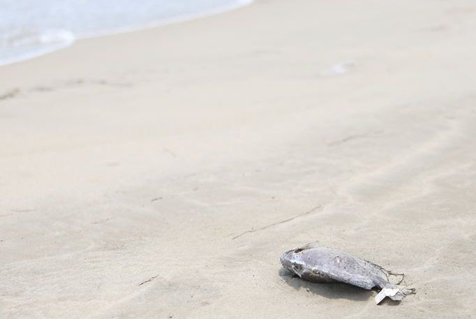 Một con cá chết trôi dạt vào bờ biển Đà Nẵng.