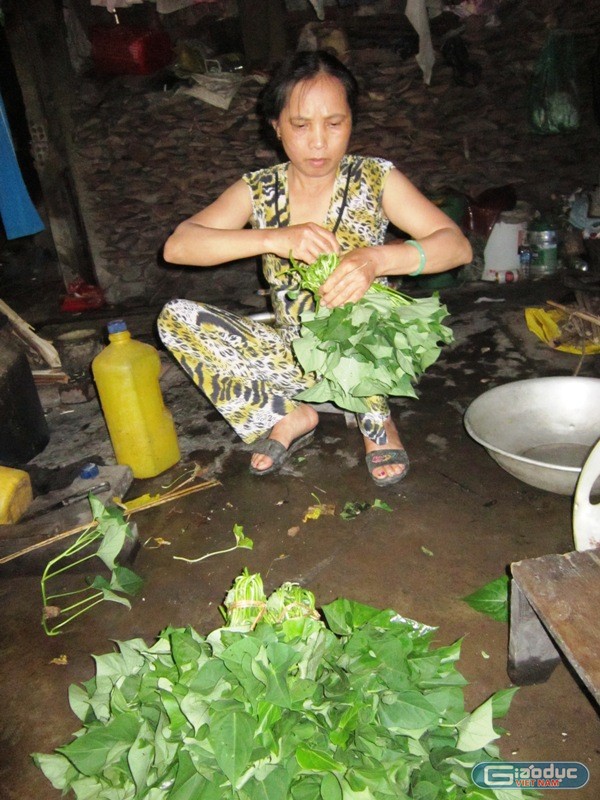 Bà Nguyễn Thị Hương sau khi cắt rau đang ngồi bó rau lại thành bó cho kịp trước khi người buôn rau đến nhà chị mua đem xuống chợ bán. Ảnh: H.T