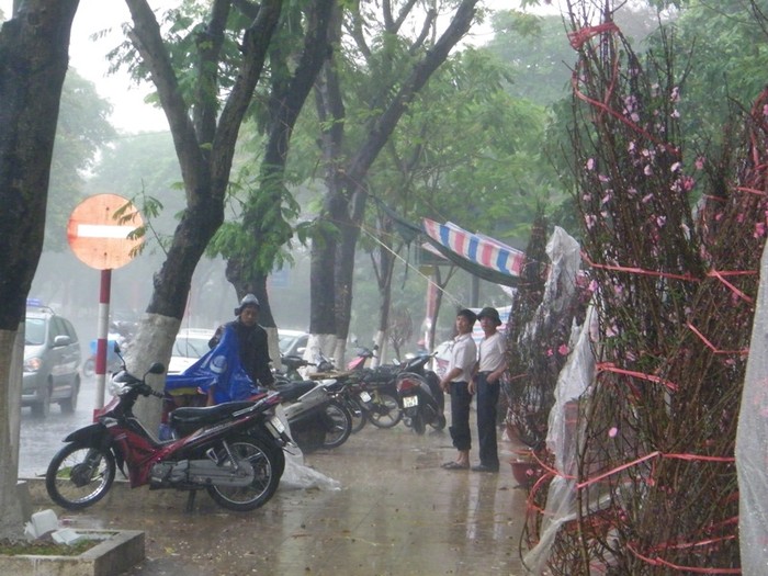 Cơn mưa tầm tã bất chợt khiến cho các “lái đào” lo lắng đào sẽ nở hoa sớm.
