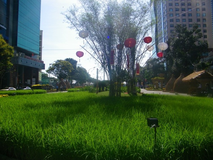 Cánh đồng lúa xanh rờn mọc giữa thành phố hiện đại. Bụi tre gợi nhớ một vùng nông thôn thanh bình.