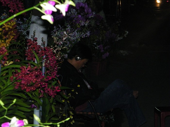 Người thanh niên ngủ gà, ngủ gật giữa những cánh…hoa lan (ảnh chụp trên đường Phổ Quang, Q.Tân Bình).