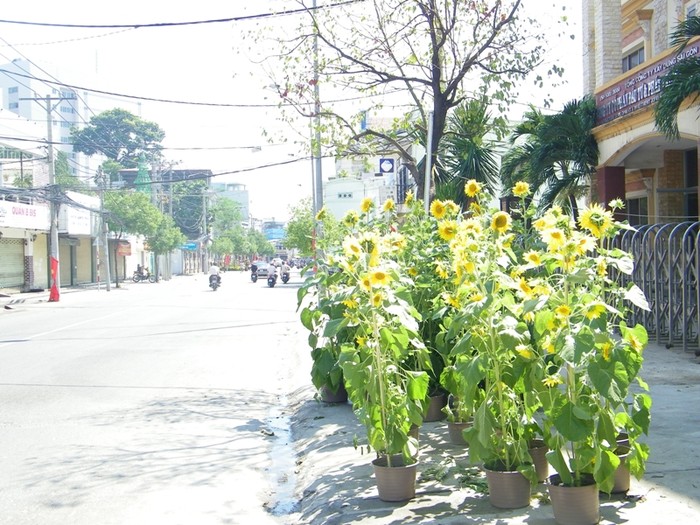 Hoa hướng dương vươn mình đón nắng xuân trên đường Hoàng Hoa Thám (Q.Bình Thạnh).