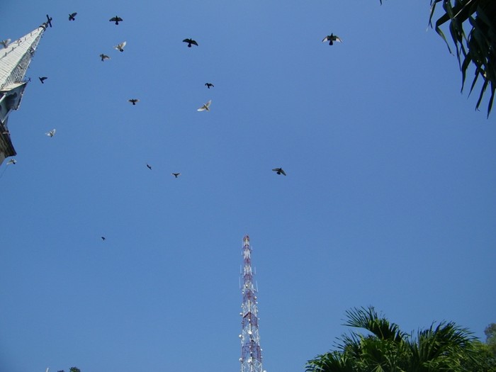 Những cánh chim mùa xuân trên bầu trời trong xanh, không một gợn mây của thành phố.