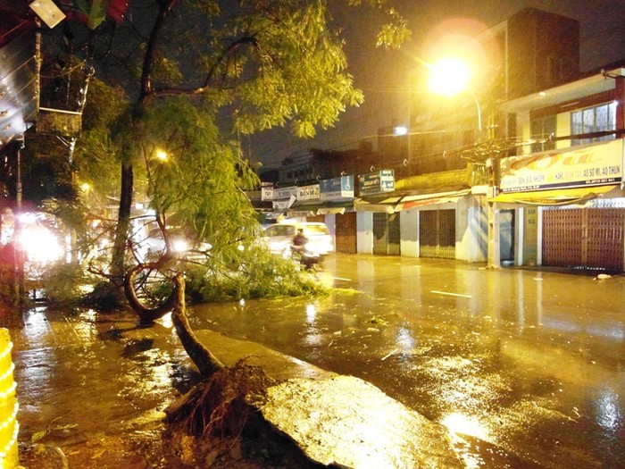 Một cây xanh bật gốc nằm cản con đường Lê Quang Định (Quận Bình Thạnh).
