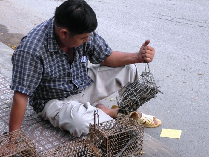 Một vị khách đang săm soi một trự chuột trước khi mua về làm mồi nhậu.