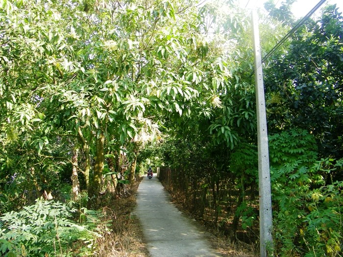 Con đường vắng lặng, trải bê tông sạch sẽ, ngát hoa xoài thuộc xã An Hữu, huyện Cái Bè, Tiền Giang.