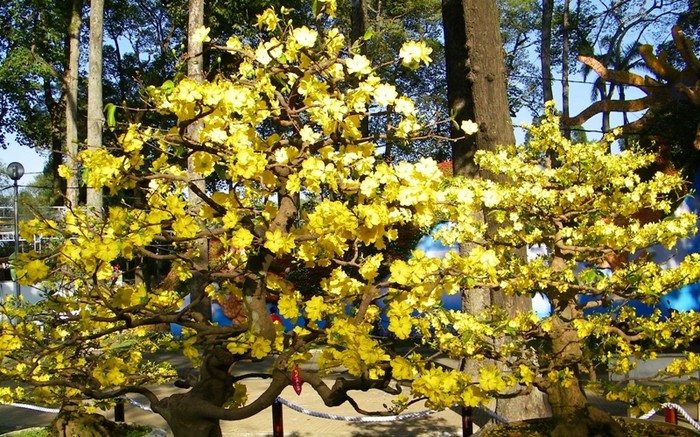 Hoa mai báo hiệu mùa xuân của vùng đất ấm Phương Nam.