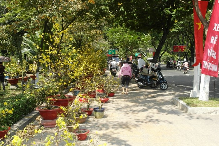 Mai "ế" ở công viên Hoàng Văn Thụ.