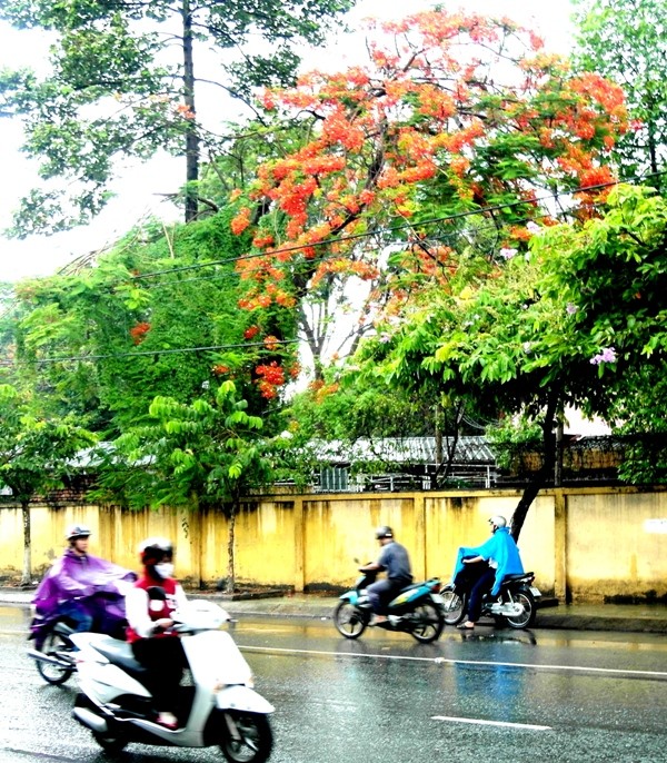 Hoa phượng vĩ báo hiệu mùa hè, khoe sắc đỏ rực dưới cơn mưa chiều. Phố phường vẫn không ngớt xe cộ...