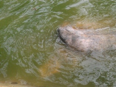 Việc cụ Rùa nổi đã gây chú ý nhiều đến du khách trong và ngoài nước