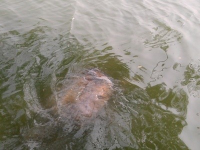Đây là lần thứ 2 cụ Rùa nổi lên “ngắm cảnh” từ ngày cụ được dưỡng thương và thả về môi trường tự nhiên Hồ Gươm.