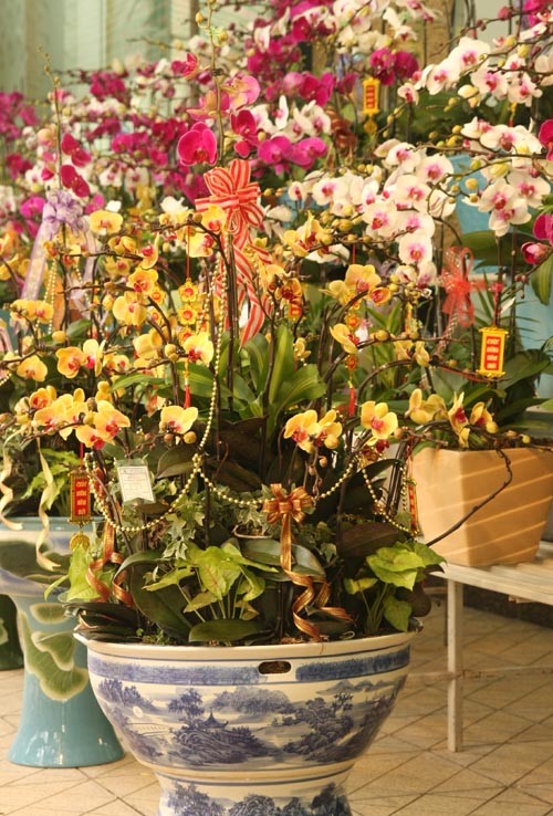 Chậu hoa lan hồ điệp này được trưng bày ở triển lãm hoa tại siêu thị Vincom (Bà Triệu - Hà Nội) trị giá 65 triệu đồng.