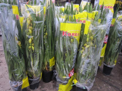 Do thị trường hoa lan trong nước khan hiếm nên hầu hết các loại hoa địa lan, lan hồ điệp được nhập từ Hàn Quốc, Đài Loan....