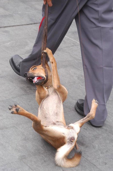 Thành phố Phúc Châu thủ phủ tỉnh Quý Châu thành lập đội "tróc cẩu" chuyên bắt chó hoang, chó dại, chó nuôi không phép