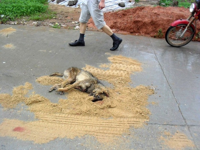 Một con chó dại bị người dân Tín Châu, Thượng Thiêu, Giang Tây truy đuổi và đánh chết sau khi cắn người đi đường