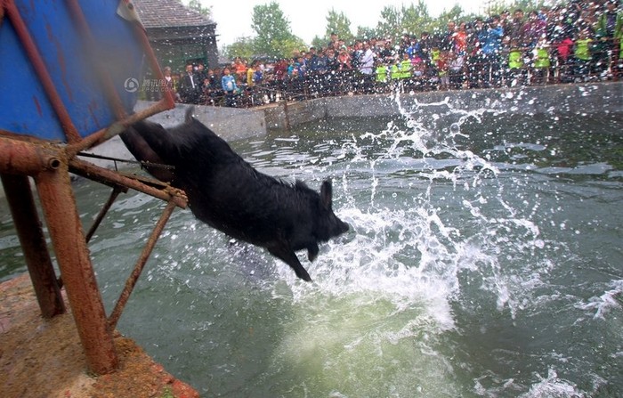 Rất nhiều người dân và khách du lịch vây quanh hồ bơi cổ vũ cho chú lợn đen