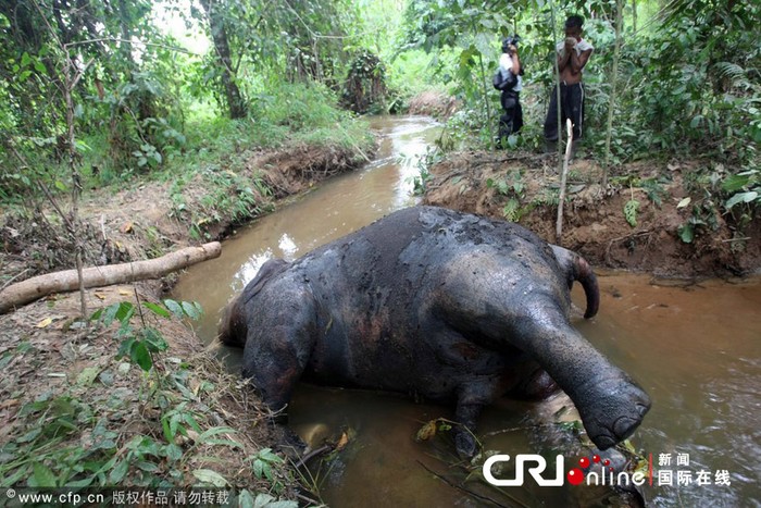 Kẻ tàn sát voi rừng cắt mất phần đầu con voi bị giết, đẩy xác xuống xuối