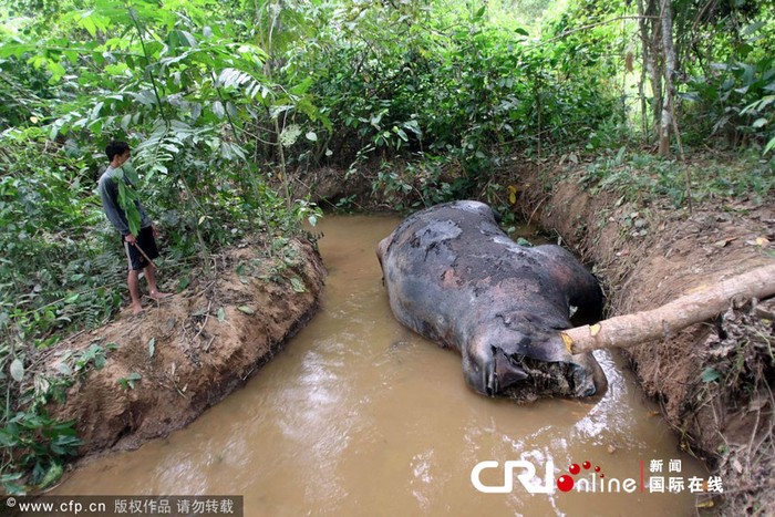 Chưa có biện pháp hữu hiệu nào đưa ra để bảo vệ động vật hoang dã tại Jaya