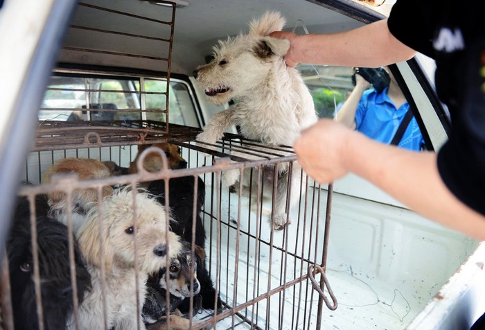 Những chú chó thả rông bị nhốt cũi sau khi bị bắt