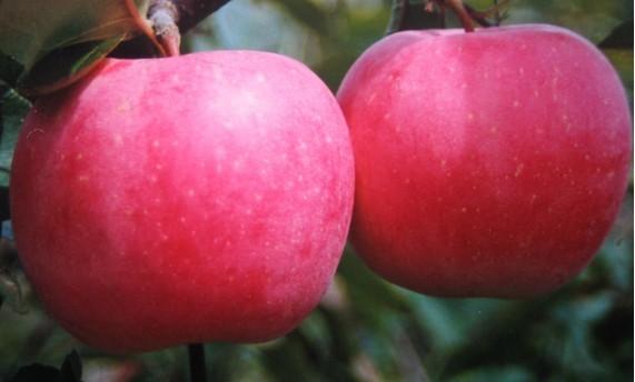 Những trái táo Yên Đài nổi tiếng khi chín rất đẹp mã, trên vỏ có một lớp phấn trắng không loại trừ có chứa thứ bột thuốc trừ sâu từ vỏ bao >> XEM CHI TIẾT TẠI ĐÂY