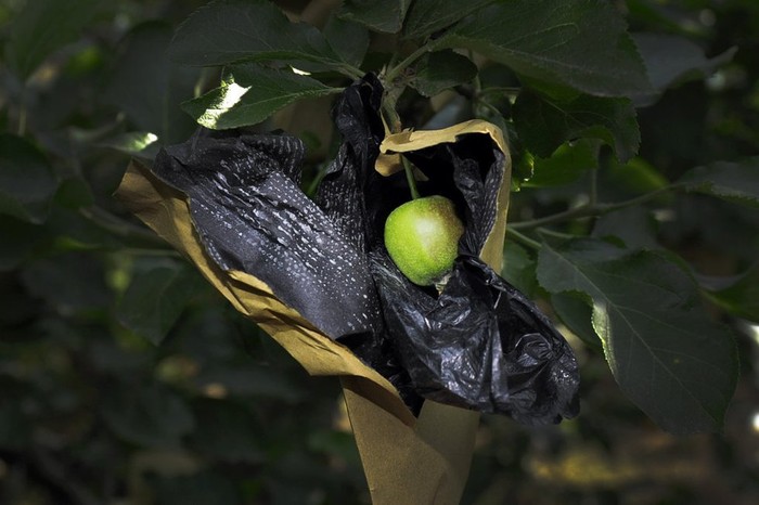 Những trái táo lúc còn non đã được bọc bởi một loại túi tẩm thuốc trừ sâu loại cấm sử dụng khi chín sẽ cho trái láng mượt, căng hồng và không bị nấm mốc. Những đốm trắng bên trong thành túi là bột thuốc trừ sâu
