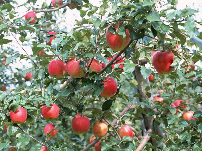 Những trái táo Yên Đài, Sơn Đông to, chín mọng mà không có một chút dấu hiệu nào của nấm mốc rất được giá nhưng ít ai biết rằng nó được bao bọc bởi thuốc sâu từ lúc còn non đến lúc táo chín