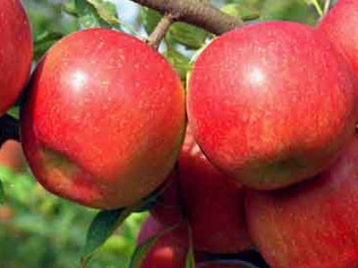 Không ai biết được những trái táo chín mọng, bắt mắt này độc hại như thế nào đối với sức khỏe người tiêu dùng khi nó được bọc thuốc sâu từ lúc còn non