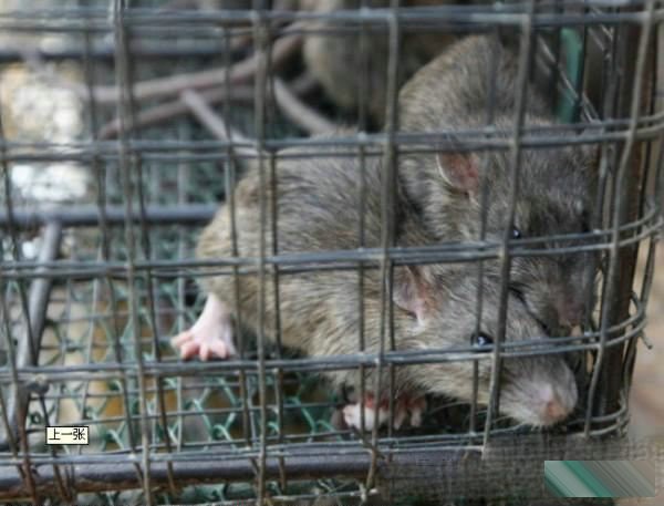 Những chú chuột bị bắt trước lúc bị làm thịt
