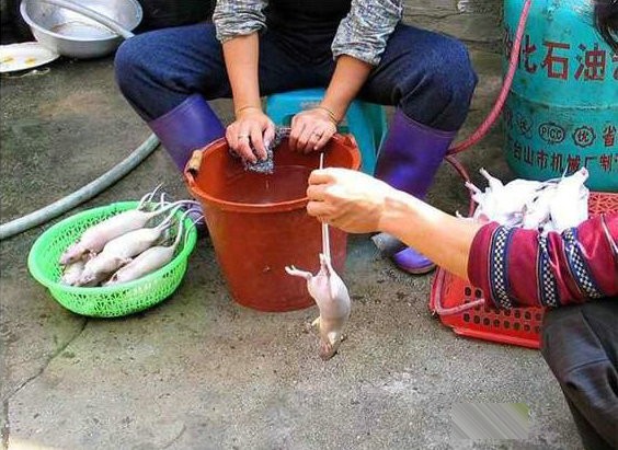 Những con chuột đồng trắng phau sau khi làm lông được mang ra chợ bán cho dân nhậu hoặc sử dụng làm khô chuột cung cấp cho các nhà hàng