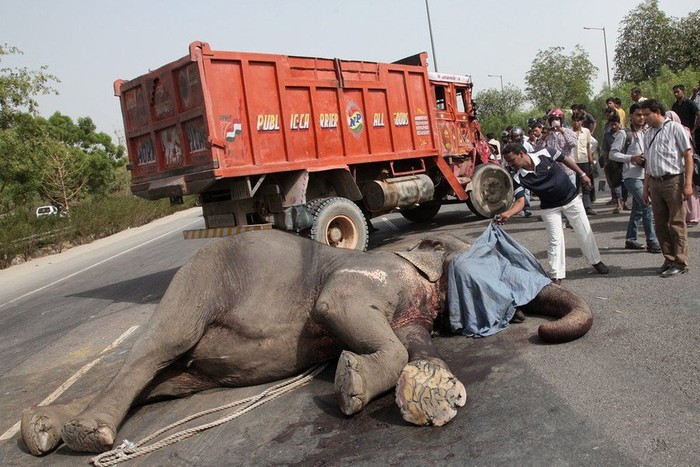 Xác chú voi nằm vắt ngang đường, người ta dùng một miếng vải phủ lên mặt con voi xấu số