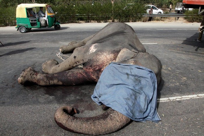 Cú đâm quá mạnh của chiếc container đã khiến chú voi 40 tuổi chết ngay tại chỗ