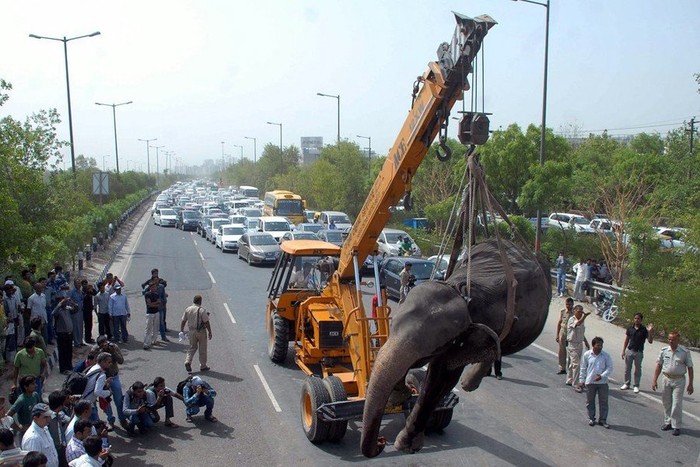 Phải dùng cần cẩu để đưa xác voi khỏi hiện trường, giải tỏa ách tắc giao thông