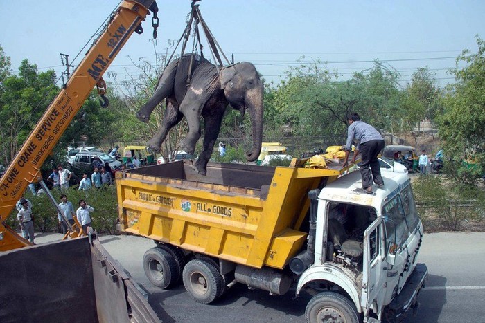 Dùng xe tải đưa xác voi về